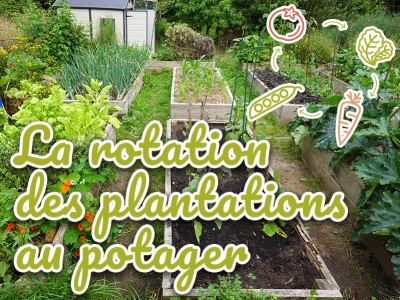 La rotation des cultures au potager - Préparer votre plan