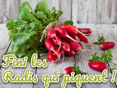 Mes radis piquent ! Le guide pour cultiver vos radis au jardin ou sur un balcon