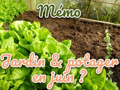 Quoi planter et faire au jardin en juin ? Le calendrier du potager