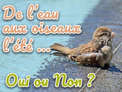 Pourquoi mettre de l’eau aux oiseaux en été : conseils et astuces