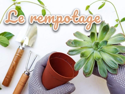 Comment faire un bon rempotage de ses plantes ? Astuces et conseils
