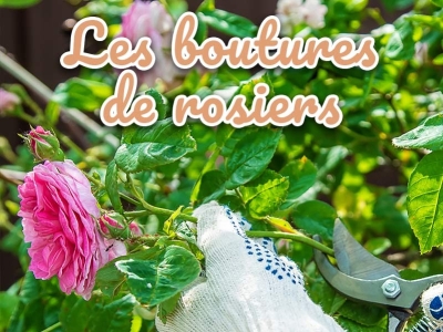 Comment bouturer un rosier facilement : méthode complète