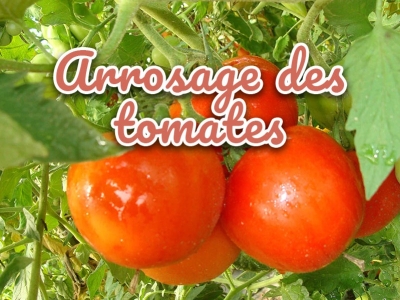 Arrosage goutte à goutte pour tomates