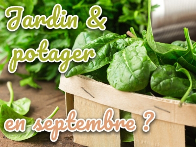 Quoi planter en septembre au potager et au jardin ? Nos conseils début automne