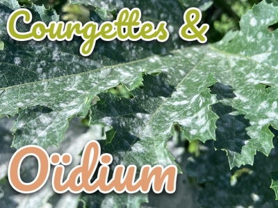 Existe-t-il un remède bio et naturel contre oïdium des courgettes et courges ?