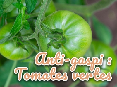 Que faire des tomates vertes à la fin de l'été au jardin, astuce anti-gaspi
