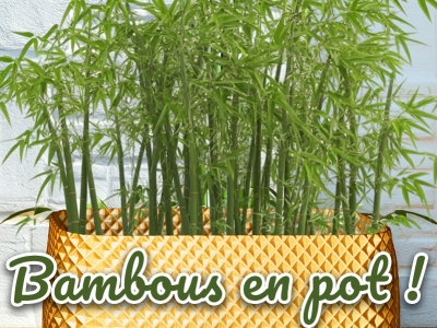 Comment réussir des bambous qui poussent en pot ou jardinière ?