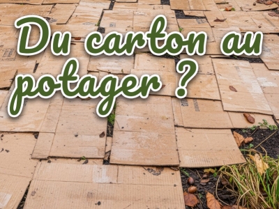 Le carton au potager : un allié naturel utile en automne et printemps