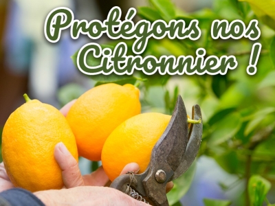 Comment protéger ses citronniers du froid : conseils pour un hiver sans dégâts