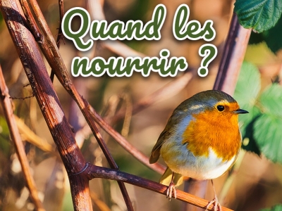 Quand commencer à nourrir les oiseaux du jardin en automne et hiver ?