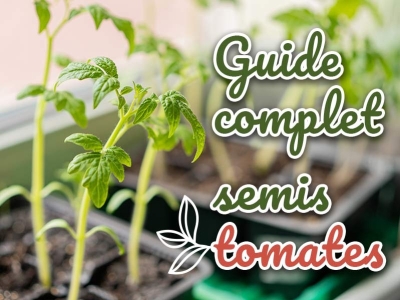 Guide des semis des tomates : quand, comment et avec quel matériel ?