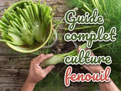 Comment cultiver du fenouil au potager facilement ?