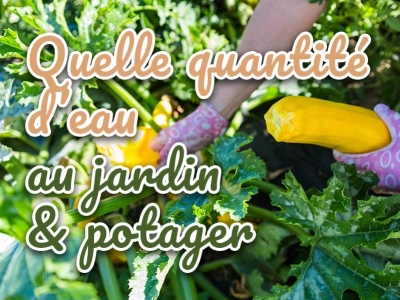Potager : combien d’eau faut-il vraiment à chaque légume ?