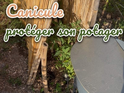 Comment protéger son potager pendant les canicules ? Le guide complet